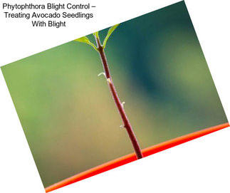 Phytophthora Blight Control – Treating Avocado Seedlings With Blight