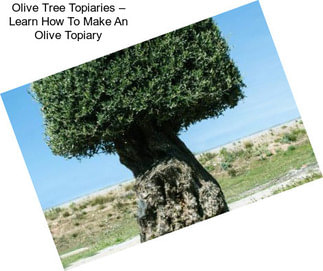 Olive Tree Topiaries – Learn How To Make An Olive Topiary