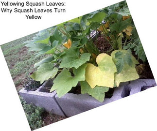 Yellowing Squash Leaves: Why Squash Leaves Turn Yellow