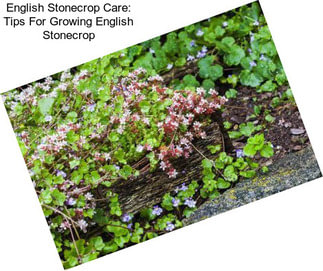 English Stonecrop Care: Tips For Growing English Stonecrop