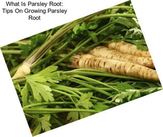 What Is Parsley Root: Tips On Growing Parsley Root