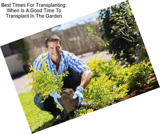 Best Times For Transplanting: When Is A Good Time To Transplant In The Garden