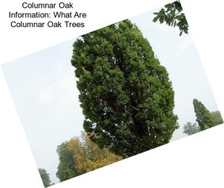 Columnar Oak Information: What Are Columnar Oak Trees