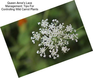 Queen Anne\'s Lace Management: Tips For Controlling Wild Carrot Plants