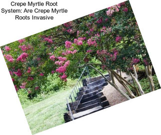 Crepe Myrtle Root System: Are Crepe Myrtle Roots Invasive