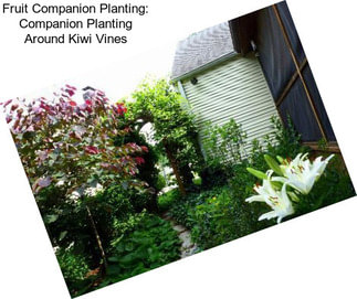 Fruit Companion Planting: Companion Planting Around Kiwi Vines