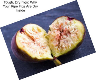 Tough, Dry Figs: Why Your Ripe Figs Are Dry Inside
