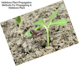 Hellebore Plant Propagation: Methods For Propagating A Hellebore Plant
