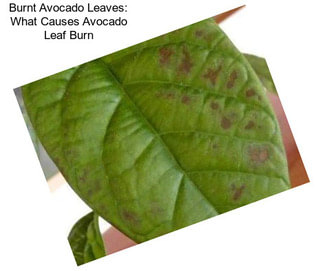 Burnt Avocado Leaves: What Causes Avocado Leaf Burn
