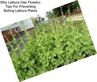 Why Lettuce Has Flowers: Tips For Preventing Bolting Lettuce Plants