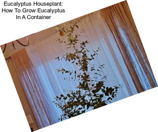 Eucalyptus Houseplant: How To Grow Eucalyptus In A Container