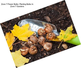 Zone 7 Flower Bulbs: Planting Bulbs In Zone 7 Gardens