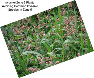 Invasive Zone 5 Plants: Avoiding Common Invasive Species In Zone 5