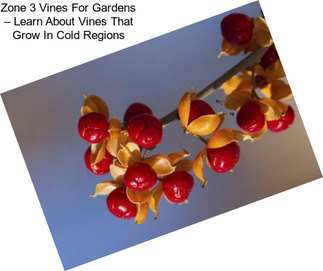 Zone 3 Vines For Gardens – Learn About Vines That Grow In Cold Regions