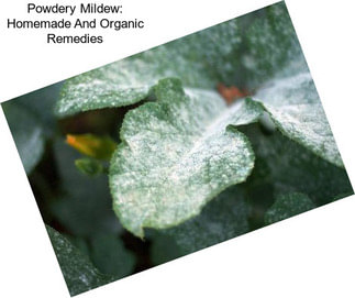Powdery Mildew: Homemade And Organic Remedies