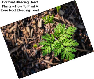 Dormant Bleeding Heart Plants – How To Plant A Bare Root Bleeding Heart