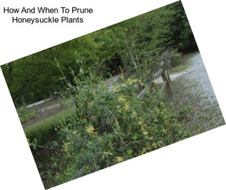How And When To Prune Honeysuckle Plants