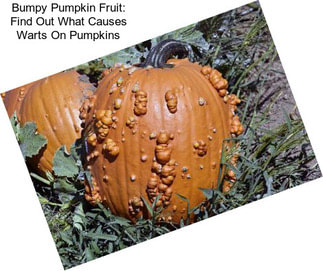 Bumpy Pumpkin Fruit: Find Out What Causes Warts On Pumpkins