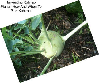 Harvesting Kohlrabi Plants: How And When To Pick Kohlrabi