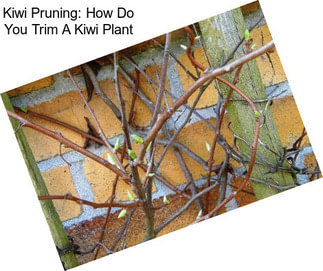 Kiwi Pruning: How Do You Trim A Kiwi Plant