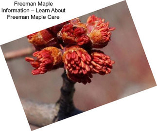 Freeman Maple Information – Learn About Freeman Maple Care