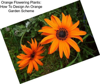 Orange Flowering Plants: How To Design An Orange Garden Scheme