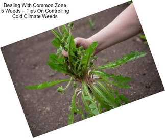 Dealing With Common Zone 5 Weeds – Tips On Controlling Cold Climate Weeds