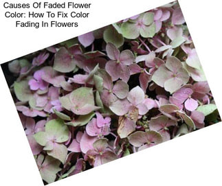 Causes Of Faded Flower Color: How To Fix Color Fading In Flowers