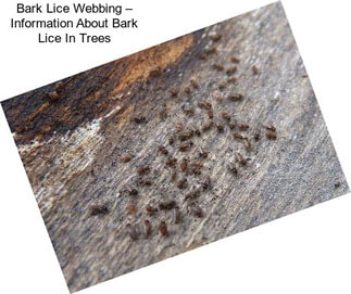 Bark Lice Webbing – Information About Bark Lice In Trees