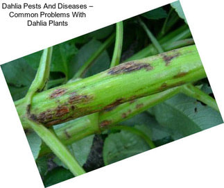 Dahlia Pests And Diseases – Common Problems With Dahlia Plants