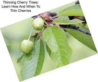 Thinning Cherry Trees: Learn How And When To Thin Cherries