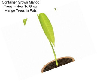 Container Grown Mango Trees – How To Grow Mango Trees In Pots