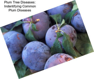 Plum Tree Diseases: Indentifying Common Plum Diseases