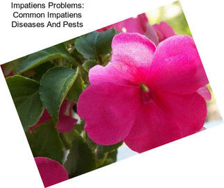 Impatiens Problems: Common Impatiens Diseases And Pests