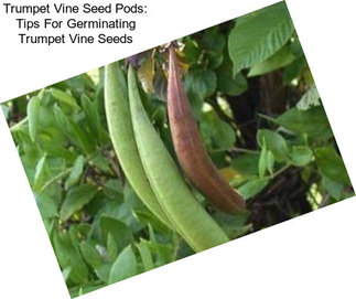 Trumpet Vine Seed Pods: Tips For Germinating Trumpet Vine Seeds