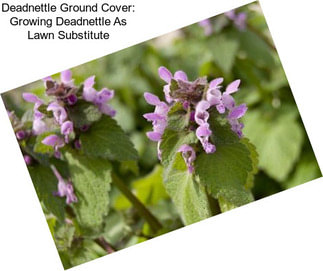 Deadnettle Ground Cover: Growing Deadnettle As Lawn Substitute