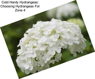 Cold Hardy Hydrangeas: Choosing Hydrangeas For Zone 4