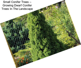 Small Conifer Trees – Growing Dwarf Conifer Trees In The Landscape