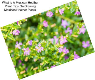 What Is A Mexican Heather Plant: Tips On Growing Mexican Heather Plants