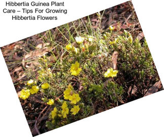Hibbertia Guinea Plant Care – Tips For Growing Hibbertia Flowers