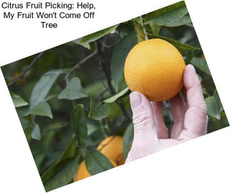 Citrus Fruit Picking: Help, My Fruit Won\'t Come Off Tree