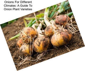 Onions For Different Climates: A Guide To Onion Plant Varieties