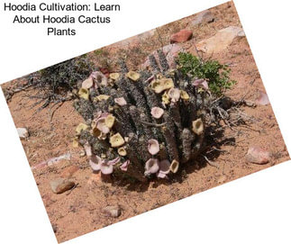 Hoodia Cultivation: Learn About Hoodia Cactus Plants
