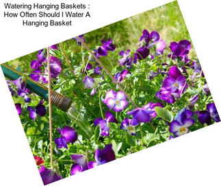 Watering Hanging Baskets : How Often Should I Water A Hanging Basket