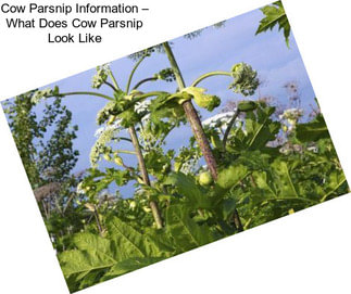 Cow Parsnip Information – What Does Cow Parsnip Look Like