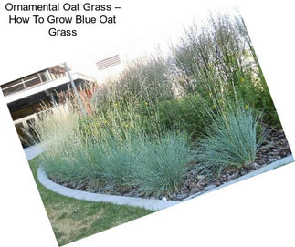 Ornamental Oat Grass – How To Grow Blue Oat Grass