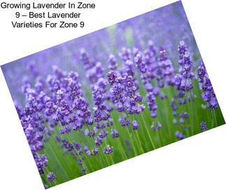 Growing Lavender In Zone 9 – Best Lavender Varieties For Zone 9