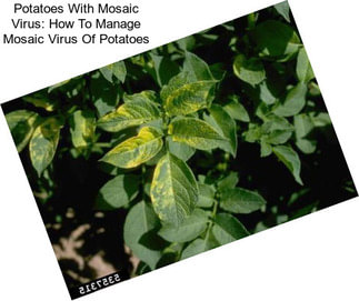 Potatoes With Mosaic Virus: How To Manage Mosaic Virus Of Potatoes