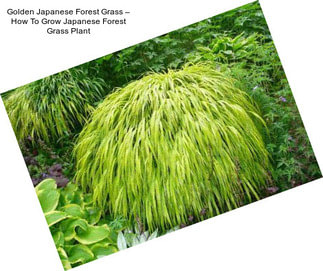 Golden Japanese Forest Grass – How To Grow Japanese Forest Grass Plant