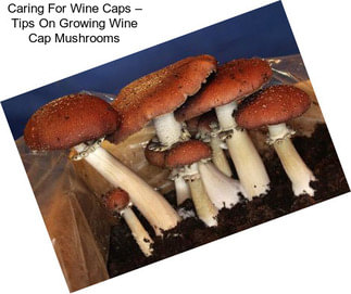 Caring For Wine Caps – Tips On Growing Wine Cap Mushrooms